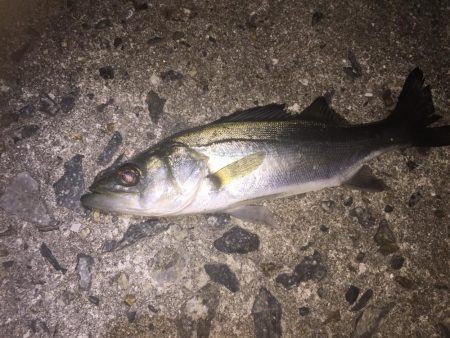 メバリング調査！