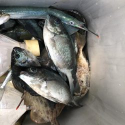 鯉川でぼちぼち