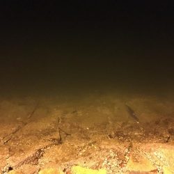 ライトエギング