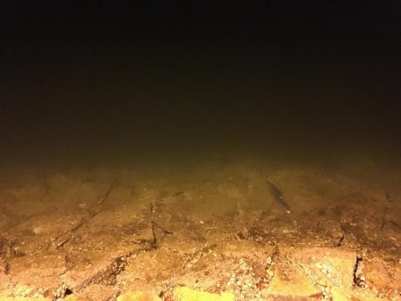 ライトエギング