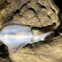 アオリ釣ったぞー