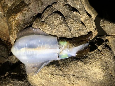 アオリ釣ったぞー