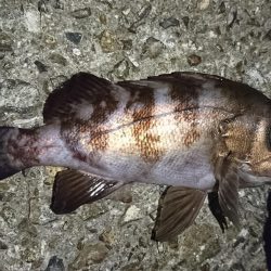 チビメバルラッシュ