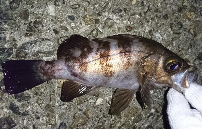 チビメバルラッシュ