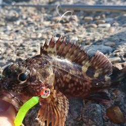 江井ヶ島漁港・根魚