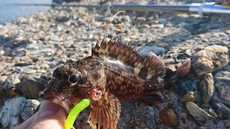 江井ヶ島漁港・根魚