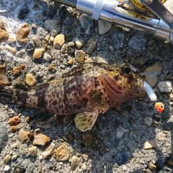 江井ヶ島漁港・穴釣り