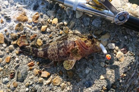 江井ヶ島漁港・穴釣り