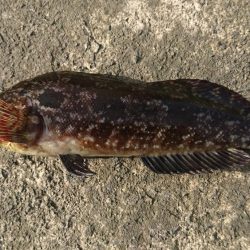 江井ヶ島漁港・根魚