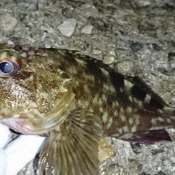 でかいガシラ！