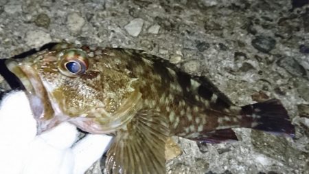 でかいガシラ！