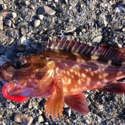 ガシラまつり♪