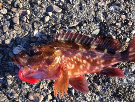 ガシラまつり♪