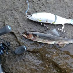 落ち鮎パターン制したり‼