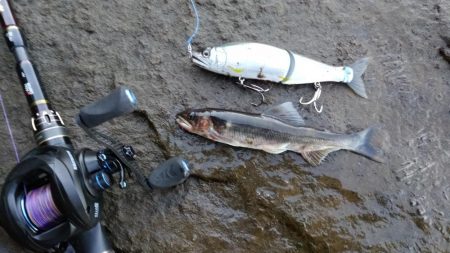 落ち鮎パターン制したり‼