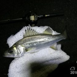 南港カモメ大橋ヘチ釣行 （キビレ30cm、ガシラ、他釣果有り）