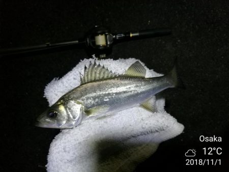 南港カモメ大橋ヘチ釣行 （キビレ30cm、ガシラ、他釣果有り）