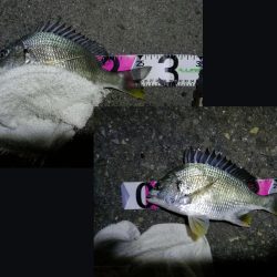 南港フェリーヘチ釣り (キビレ33cm,29cm,27cm ガシラ 釣果有り)