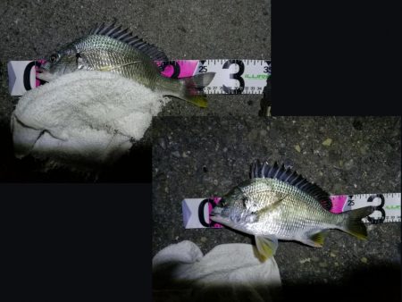 南港フェリーヘチ釣り (キビレ33cm,29cm,27cm ガシラ 釣果有り)
