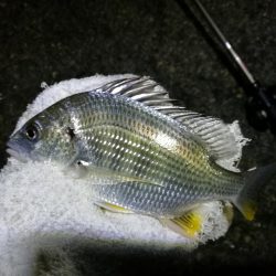 南港フェリーヘチ釣り （キビレ42cm,28cm, ガシラ 釣果有り）