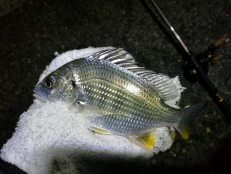 南港フェリーヘチ釣り （キビレ42cm,28cm, ガシラ 釣果有り）