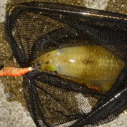 穴釣りとエギング