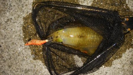 穴釣りとエギング