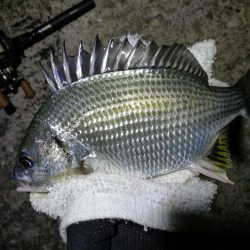南港カモメ大橋ヘチ釣行 (キビレ36cm、ガシラ、他釣果有り)