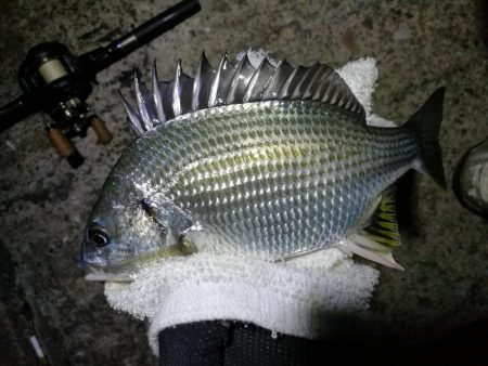 南港カモメ大橋ヘチ釣行 (キビレ36cm、ガシラ、他釣果有り)