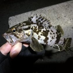 南港フェリーヘチ釣り (小真チヌ, ガシラ 釣果有り)