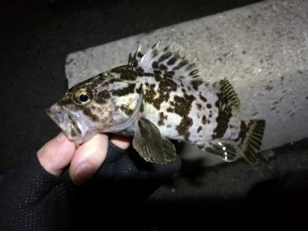 南港フェリーヘチ釣り （小真チヌ, ガシラ…