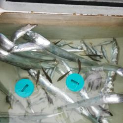 タチウオジギング