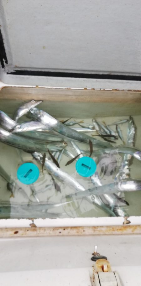 タチウオジギング