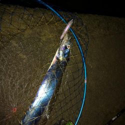 西表島でも太刀魚