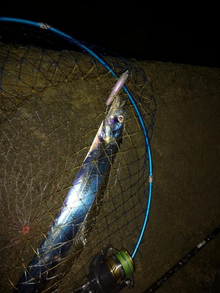 西表島でも太刀魚