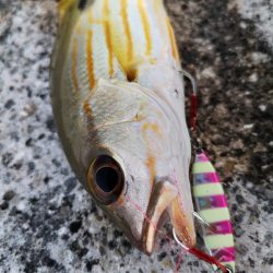 夕マズメ30分だけ爆釣果