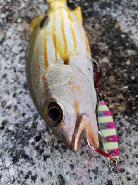 夕マズメ30分だけ爆釣果