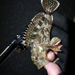 南港カモメ大橋ヘチ釣行 （キビレ37cm、ガシラ　釣果有り）