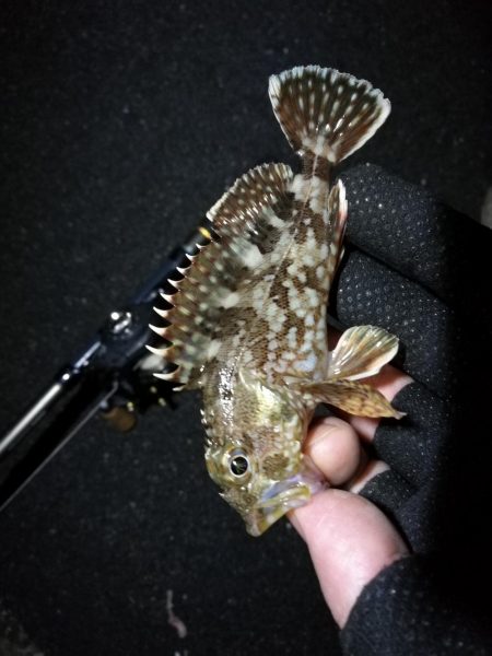 南港カモメ大橋ヘチ釣行 （キビレ37cm、ガシラ　釣果有り）