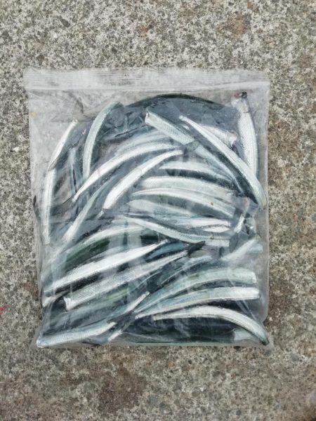 サヨリからのあじ