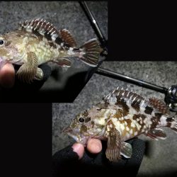南港カモメ大橋ヘチ釣行 （キビレ33.5cm、ガシラ　コトヒキ　釣果有り）