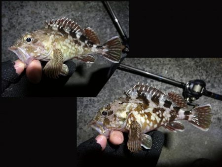 南港カモメ大橋ヘチ釣行 （キビレ33.5cm、ガシラ　コトヒキ　釣果有り）