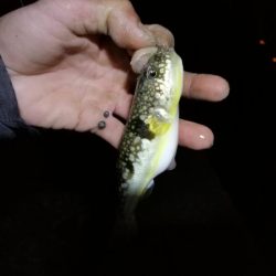 南港カモメ大橋ヘチ釣行 (再無念。。チヌ釣果無し、ガシラ 他釣果有り)