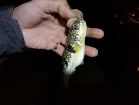 南港カモメ大橋ヘチ釣行 (再無念。。チヌ釣果無し、ガシラ 他釣果有り)