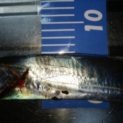 ワインドとアジング