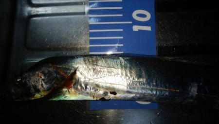 ワインドとアジング