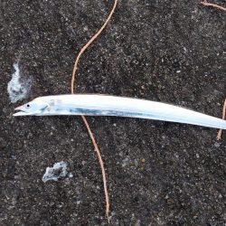 久しぶりのサゴシ