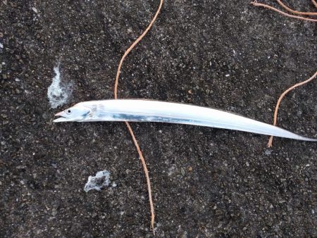 久しぶりのサゴシ