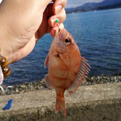 カレイ狙い投げ釣りでカワハギ