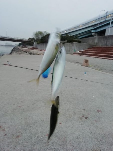 サヨリが～⁉️…